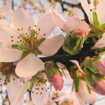 Blühende Kirschblüten hängen an einem Ast, umgeben von einem klaren blauen Himmel.