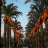 Palmen stehen in einer Reihe; sie tragen leuchtend orange Blüten in tropischem Garten.